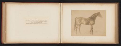 Photographic Reproduction of a Drawing of a Horse, Named Fulmen, by H. Schnaebeli