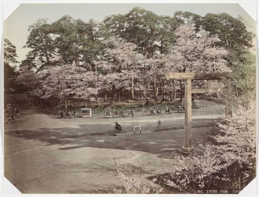 Blossoms in Ueno Park, Tokyo