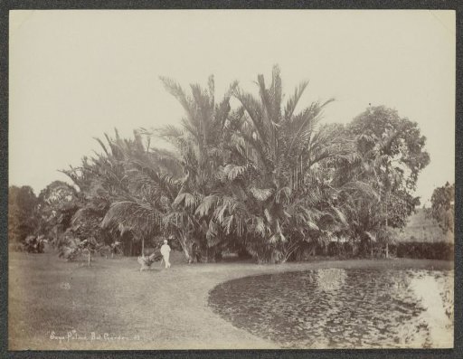 Man posing in front of sago palms in the botanical garden of (presumably) Singapore