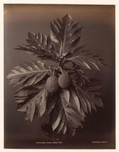 Tree branch with a breadfruit, Sri Lanka