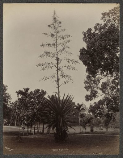 Tree (Furcraea Giganteus, green aloe) in a park, presumably in Ceylon