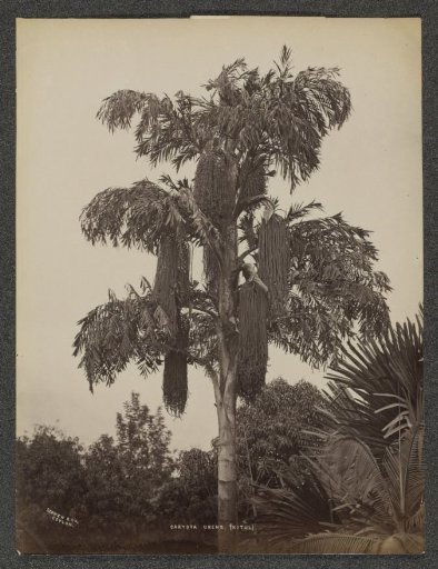 Sugar palm (Caryota Urens), presumably in Ceylon