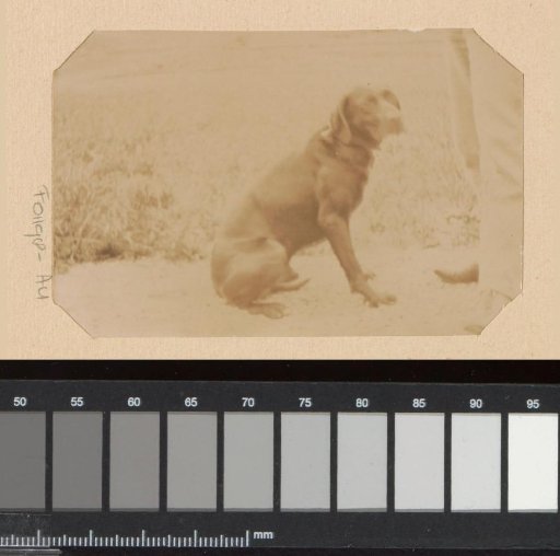 Portrait of a dog