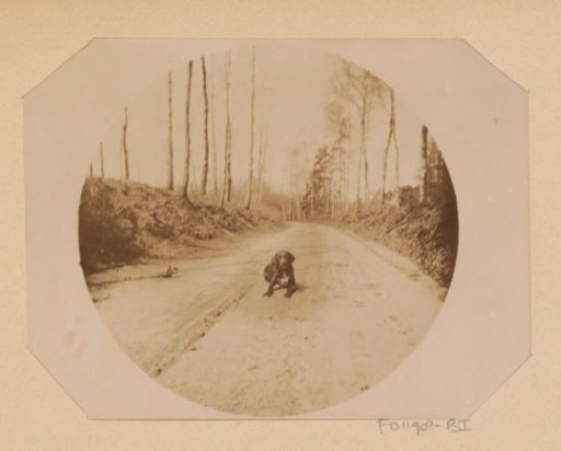 Dog, lying on a country road near Klein Warnsborn, Arnhem