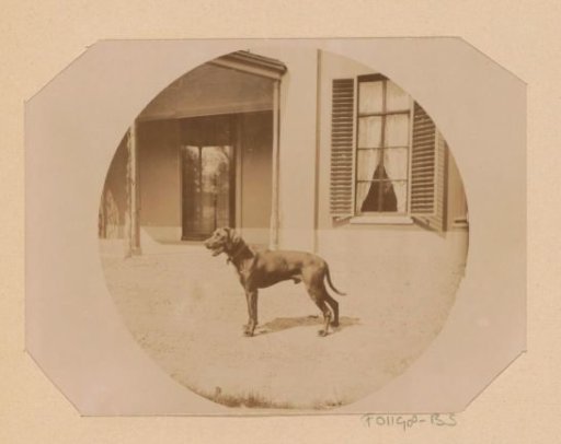 Dog in front of a country house, possibly Groot Warnsborn near Arnhem
