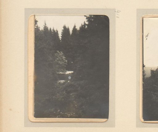 View in a forest