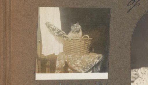 Cat in a basket