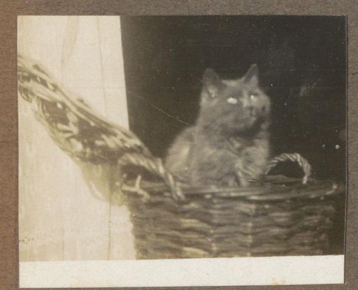Cat in a basket