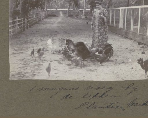 Woman feeding chickens on plantation 't Vertrouwen' in Suriname