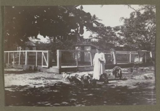 Woman feeding chickens on plantation 't Vertrouwen' in Suriname