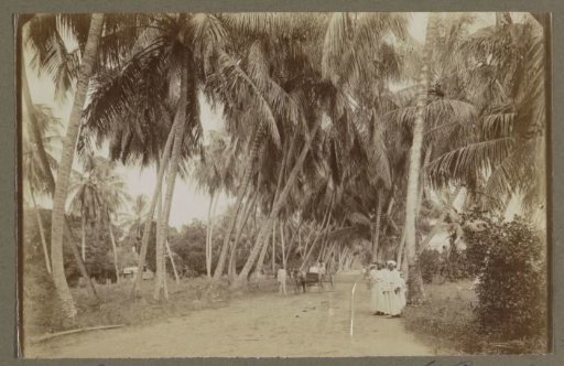 Horse and carriage with walking Surinamese people on an avenue with coconut palms at Coronie