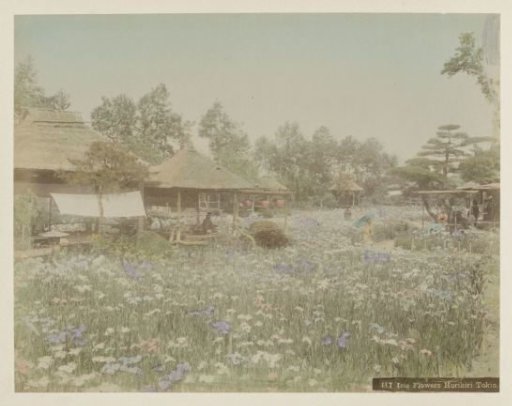 People in a field with irises in Horikiri near Tokyo