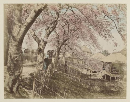 View of the Cherry Blossom Avenue in Mukojima near Tokyo