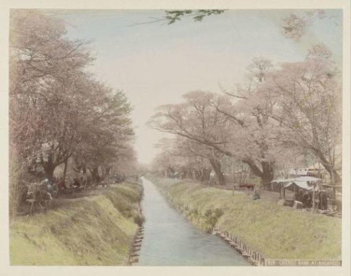 River with trees in blossom on the banks and people at Koganei