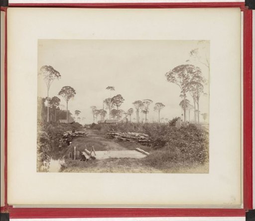 Establishment of a tobacco plantation on Sumatra, 2nd stage: removal of tree stumps and bridge construction