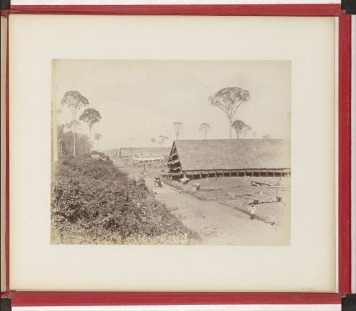 Establishment of a tobacco plantation on Sumatra, 5th stage: laying out of seedbeds
