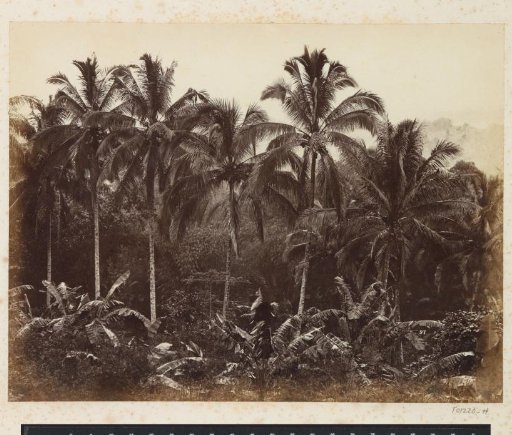 Forest of palm trees in Java