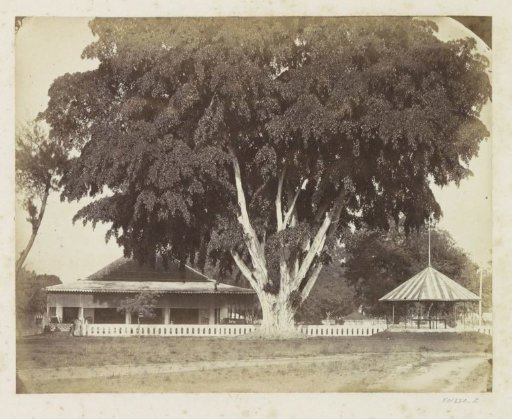 House with veranda and music kiosk under a large tree on Java