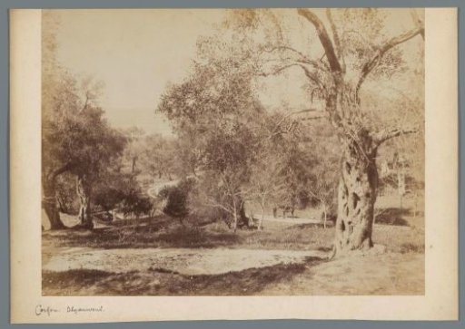 Olive trees on Corfu