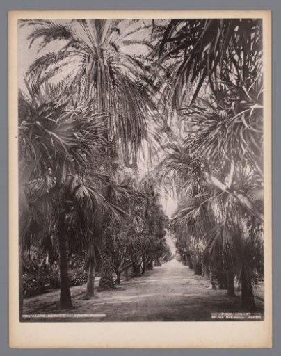 Avenue in the Jardin d'Essai du Hamma in Algiers