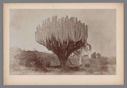 Organ pipe cactus in Mexico