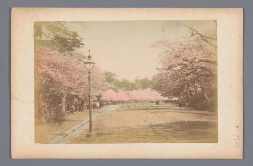 Park with blooming Japanese cherry in Japan