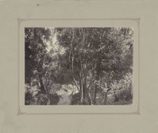 Woman with parasol in woods or park in Dutch East Indies