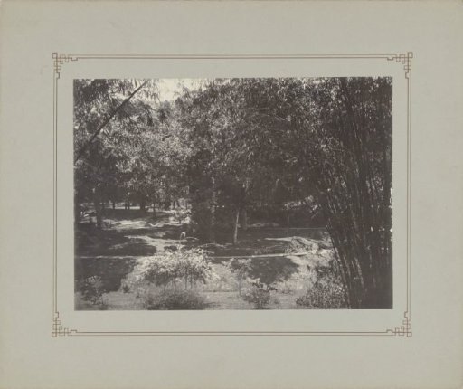 Bamboo in garden or park in Dutch East Indies