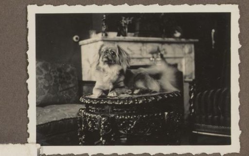 Pekingese lying on a side table in an interior