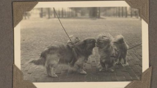 Two dogs on the street