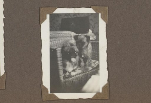 Two dogs on a chair