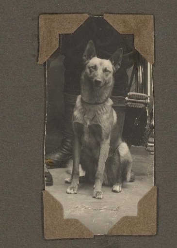 Portrait of a Shepherd Dog