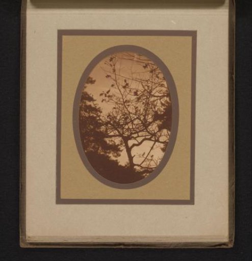 Silhouette of a Tree