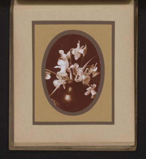 Narcissi in a Vase
