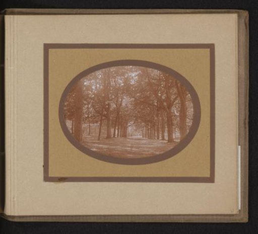 View of a Forest Path