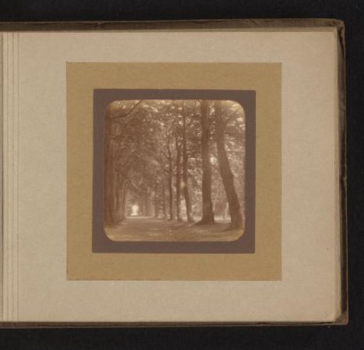 View of a Forest Path
