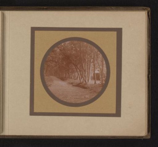 View of a Forest Path