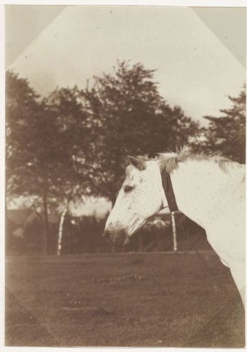 Horse in the meadow