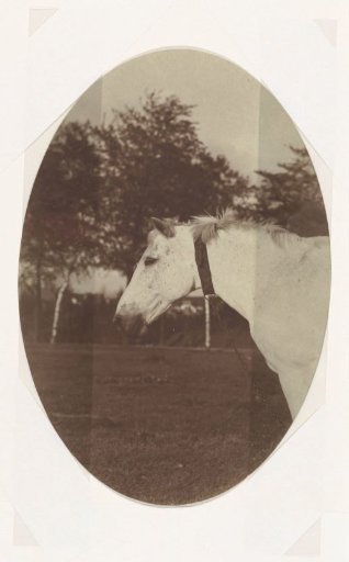 Horse in the meadow