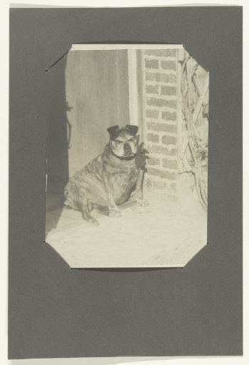 Dog, sitting by a house door