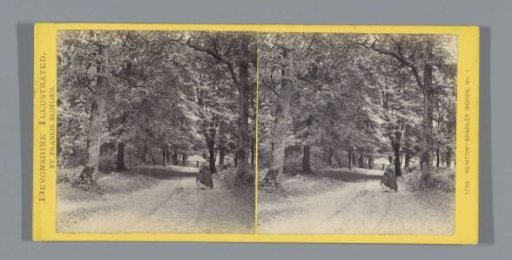 Path in Bradley Woods near Newton Abbot