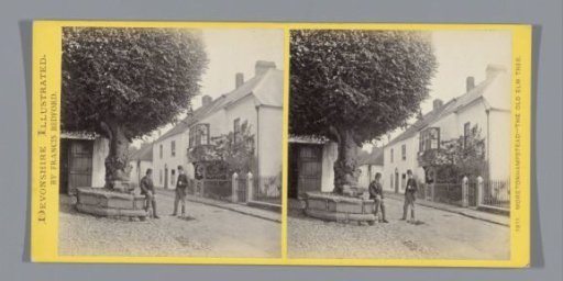 Elm on a square at Moretonhampstead