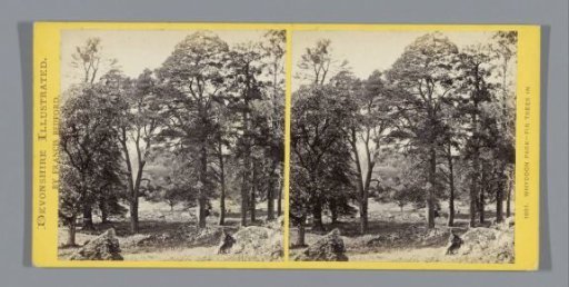 Spruces in Whiddon Park