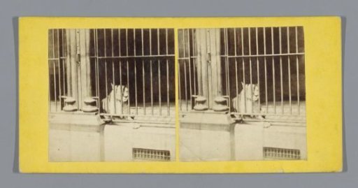 Puma in a cage in the London Zoo