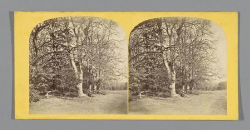 Trees at the edge of Worsley Woods