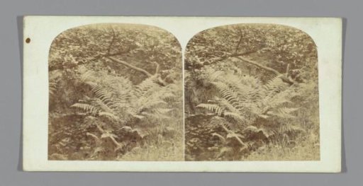Fern at Derbyshire