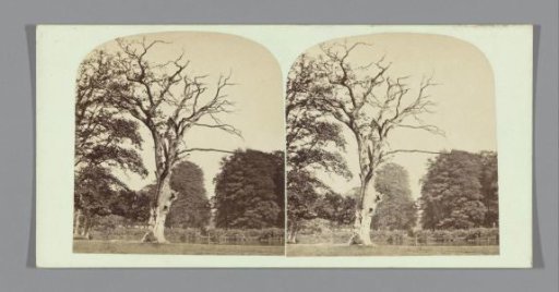 Tree in Denham Park at Bowdon