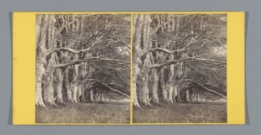 Trees along the Dhu Loch Avenue near Inveraray