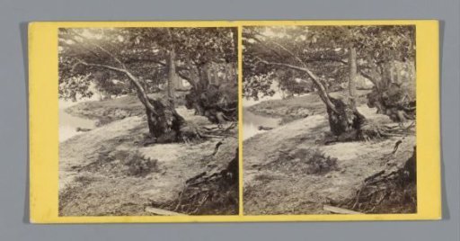 Shore of Loch Lomond with Trees
