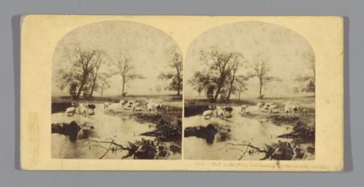Cows in a flooded meadow